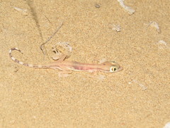 Trigonodactylus arabicus