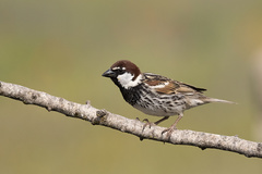 Passer hispaniolensis hispaniolensis