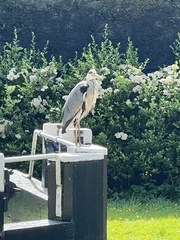 Ardea cinerea