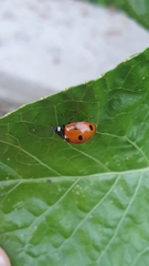 Coccinella septempunctata