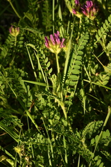 Astragalus hypoglottis