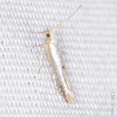 Argyresthia subreticulata