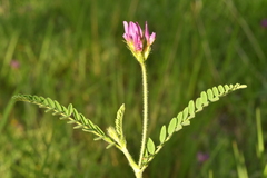 Astragalus hypoglottis