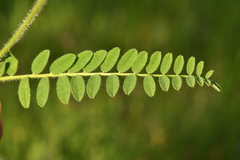 Astragalus hypoglottis