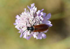 Lydus trimaculatus italicus