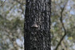 Hamadryas feronia farinulenta