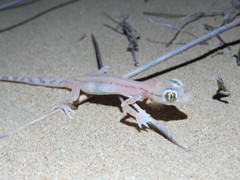 Trigonodactylus arabicus