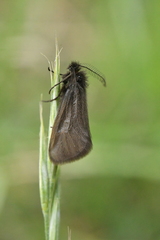 Heterogynis penella