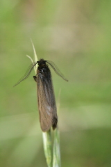 Heterogynis penella