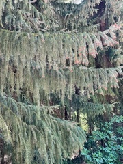 Picea omorika