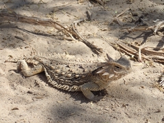 Phrynosoma coronatum