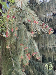 Picea omorika