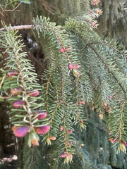 Picea omorika