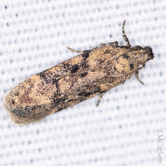 Chionodes formosella