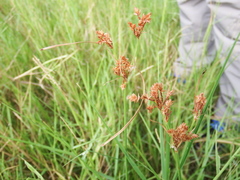 Cyperus polystachyos