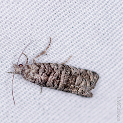 Retinia gemistrigulana