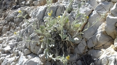 Pentanema verbascifolium