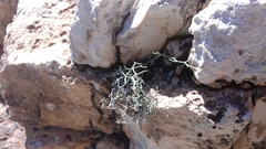 Limonium cancellatum