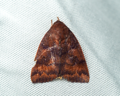 Xenochroa fulvescens