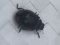 Adalia bipunctata