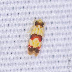 Erythroneura integra