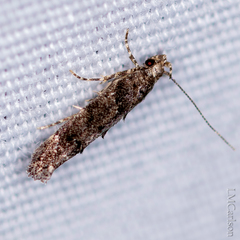 Chionodes formosella