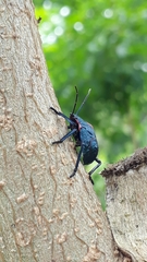 Alcaeorrhynchus