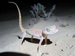 Stenodactylus doriae