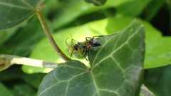 Caliadurgus fasciatellus