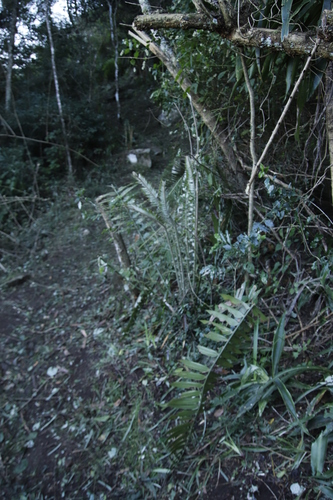 Image of Encephalartos natalensis by (c) Tony Rebelo, some rights reserved (CC BY-SA)