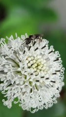 Halictidae