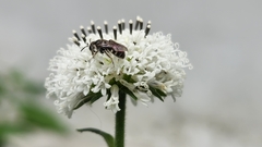 Halictidae