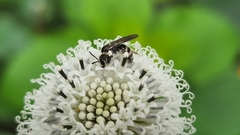 Halictidae