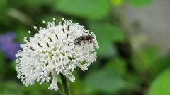 Halictidae