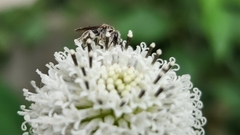 Halictidae