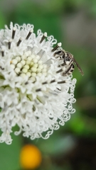 Halictidae