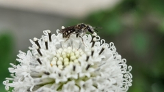 Halictidae