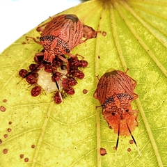 Antiteuchus sepulcralis