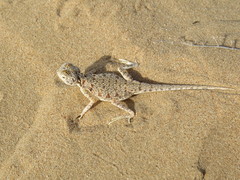 Phrynocephalus arabicus