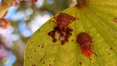 Antiteuchus sepulcralis