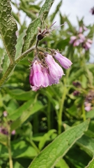 Symphytum asperum