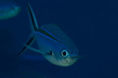 Caesio caerulaurea