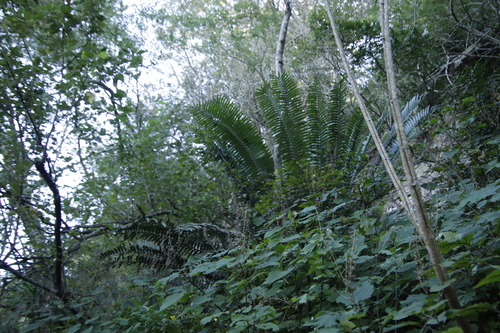 Image of Encephalartos natalensis by (c) Tony Rebelo, some rights reserved (CC BY-SA)