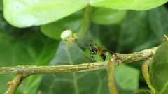 Caliadurgus fasciatellus