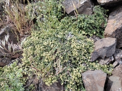 Galium serpenticum