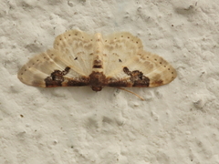 Idaea mustelata