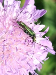 Oedemera nobilis