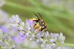 Paraanthidium