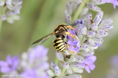 Paraanthidium