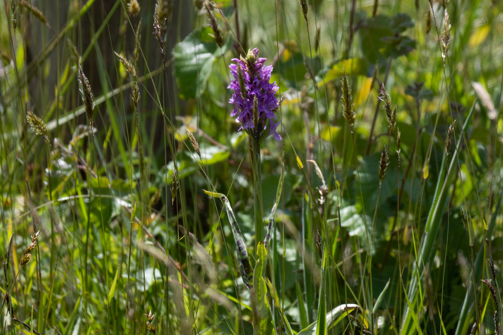 Dactylorhiza × hallii